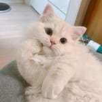 Mateo Calleja avatar